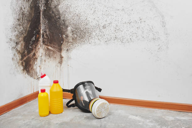 Why You Should Choose Our Mold Remediation Services in Minot, ND