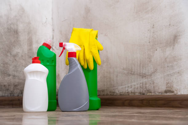 Best Black Mold Removal  in Minot, ND